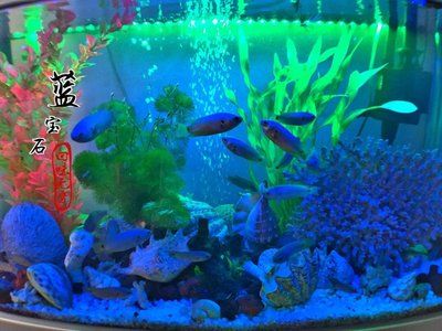 海星魚缸設(shè)計原理生態(tài)模擬水族箱設(shè)計原理生態(tài)模擬水族箱設(shè)計：海星魚缸怎么選？