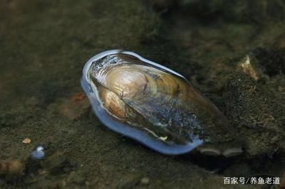 河蚌的養(yǎng)殖方法和技術(shù)：河蚌可以在魚(yú)缸里養(yǎng)活，但需要注意事項(xiàng)以確保其健康生長(zhǎng) 魚(yú)缸百科 第2張