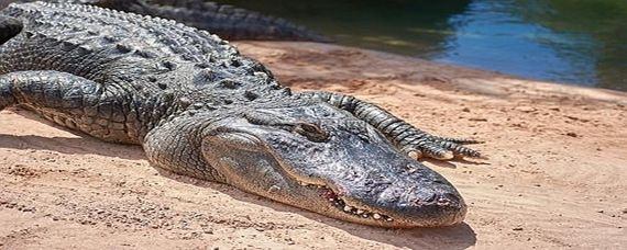 土龍魚是揚(yáng)子鱷或稱作鼉(學(xué)名:alligatorsinensis)：土龍魚是揚(yáng)子鱷或稱作鼉(學(xué)名:alligatorsinensis