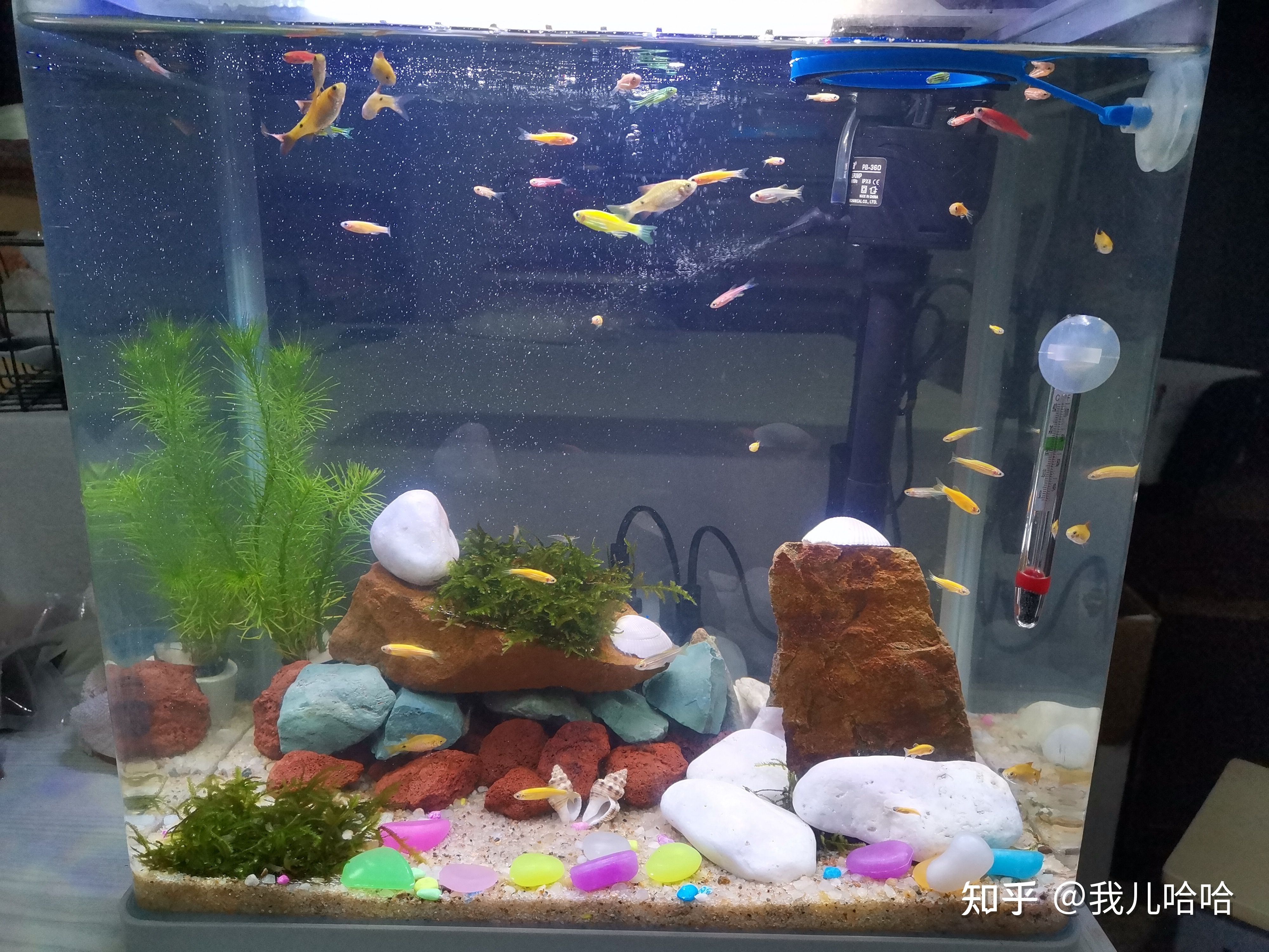 觀賞魚適合初學者養(yǎng)護魚缸中養(yǎng)護技巧是養(yǎng)護魚的關(guān)鍵：幾種適合在觀賞魚缸中養(yǎng)的觀賞魚種 魚缸百科 第2張