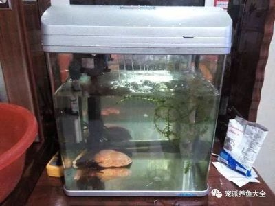 淡水魚缸可以加鹽嗎？：小缸養(yǎng)魚的注意事項(xiàng)