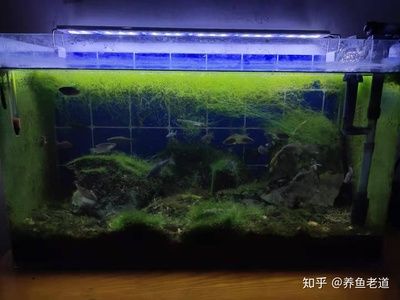 淡水魚(yú)缸可以加鹽嗎？：小缸養(yǎng)魚(yú)的注意事項(xiàng) 魚(yú)缸百科 第2張