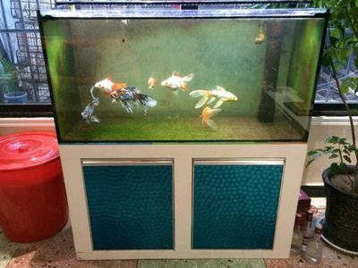 河南固始縣水族文化探秘：固始縣水族文化探秘 魚缸百科 第1張