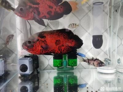 小魚缸中飼養(yǎng)地圖魚飼養(yǎng)地圖魚需要注意的養(yǎng)護方法：在小魚缸中飼養(yǎng)地圖魚的飼養(yǎng)地圖魚需要注意的養(yǎng)護方法 魚缸百科 第1張