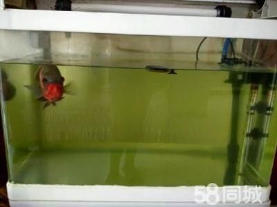 小魚缸中飼養(yǎng)地圖魚飼養(yǎng)地圖魚需要注意的養(yǎng)護方法：在小魚缸中飼養(yǎng)地圖魚的飼養(yǎng)地圖魚需要注意的養(yǎng)護方法 魚缸百科 第3張