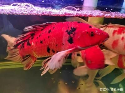 定制魚缸放水的詳細(xì)步驟和注意事項和注意事項：關(guān)于定制魚缸放水的一些詳細(xì)步驟和注意事項 魚缸百科 第3張