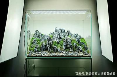 簡單易打理的魚缸造景方式：簡單易打理的魚缸造景 魚缸百科 第1張