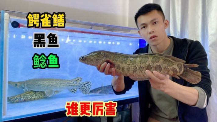 黑魚的繁殖行為探究黑魚的繁殖行為探究黑魚的繁殖行為：養(yǎng)殖黑魚的注意事項