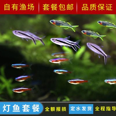 紅綠燈魚的起源與生態(tài)：如何打造紅綠燈魚的理想家園 魚缸百科 第1張