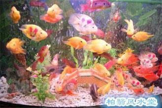 辦公室風(fēng)水魚缸的布局指南辦公室風(fēng)水魚缸的布局：養(yǎng)幾條風(fēng)水魚缸好