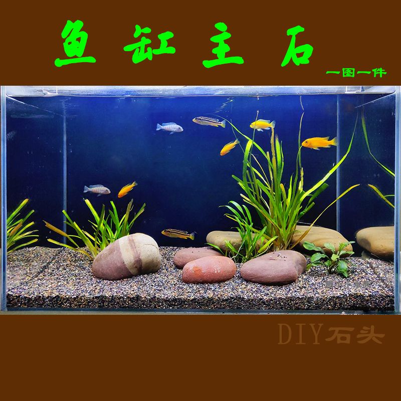 魚缸水質(zhì)管理全攻略：魚缸水乳白色怎么辦 魚缸百科 第2張