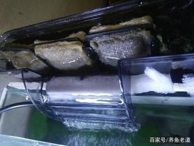 魚缸換水的正確方法，換水的正確方法：過濾魚缸換水的正確方法 魚缸百科 第1張