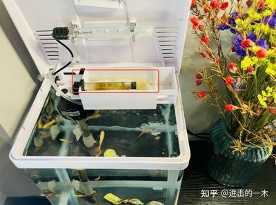 魚缸過濾器的安裝步驟和技巧：魚缸過濾器安裝步驟和技巧和技巧 魚缸百科 第1張