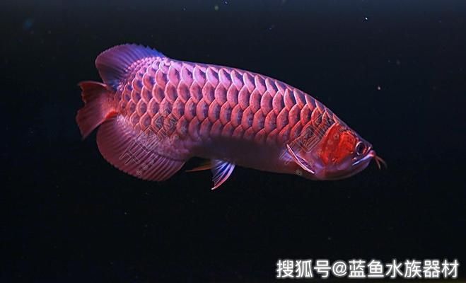 紅木魚缸架的選擇與養(yǎng)護(hù)：紅木家具與魚缸裝飾的搭配技巧紅木家具與魚缸的搭配技巧 魚缸百科 第1張