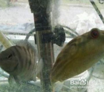 狗頭魚的飼養(yǎng)技巧：如何養(yǎng)出狀態(tài)的狗頭魚 魚缸百科 第1張