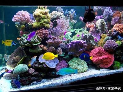 海水生態(tài)魚缸的制作過程涉及到多個步驟涉及多個步驟：海水生態(tài)魚缸的制作過程 魚缸百科 第3張