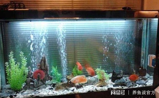 觀賞魚(yú)缸換水的正確方法：觀賞魚(yú)缸換水步驟及注意事項(xiàng)