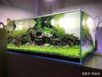 觀賞魚(yú)缸換水的正確方法：觀賞魚(yú)缸換水步驟及注意事項(xiàng)