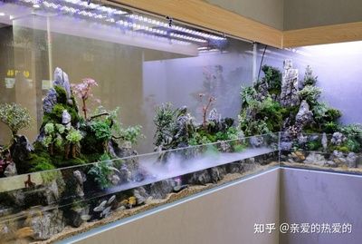 魚缸設(shè)計(jì)觀賞魚店魚缸材質(zhì)的科學(xué)選擇觀賞魚缸材質(zhì)的科學(xué)選擇：觀賞魚店魚缸的設(shè)計(jì) 魚缸百科 第1張