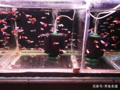 如何處理魚缸水質(zhì)渾濁的問題：鳳尾魚魚缸水渾濁的處理方法主要包括以下幾個方面 魚缸百科 第1張