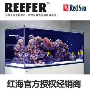 設(shè)計一個成功的海水魚缸需要考慮哪些方面：海水魚缸造景藝術(shù)海水魚缸造景藝術(shù)海水魚缸造景技巧 魚缸百科 第4張