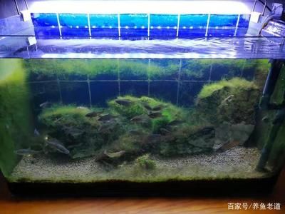 魚缸水質(zhì)管理攻略：給大魚缸換水的時(shí)間長度取決于多種因素 魚缸百科 第3張