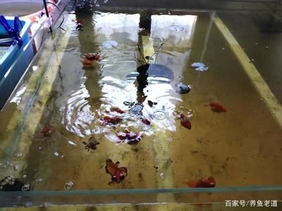 解決魚缸溢流問題的視頻教程：幾個(gè)與解決魚缸溢流問題相關(guān)的視頻教程：如何解決魚缸溢流問題 魚缸百科 第1張