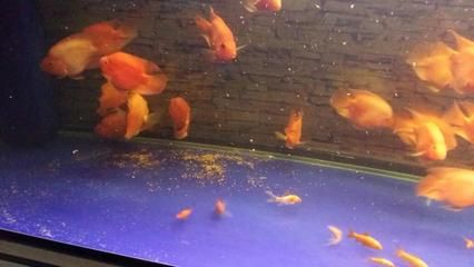 底濾魚缸如何清理魚糞便：如何清理底濾魚缸中的魚糞便