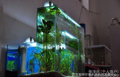 負(fù)壓魚缸的原理示意圖：什么是負(fù)壓魚缸 魚缸百科 第3張