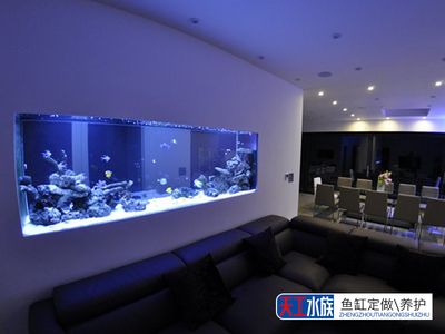 定制魚缸的價格因素而異，diy魚缸與定制魚缸的成本對比：定制魚缸與定制魚缸的價格對比 魚缸百科 第1張