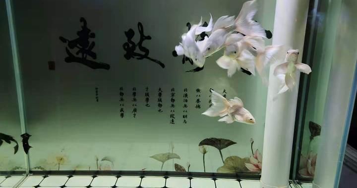 魚(yú)缸漏水怎么辦：底濾魚(yú)缸漏水可能會(huì)對(duì)您的寵物和家居環(huán)境造成困擾 魚(yú)缸百科 第3張