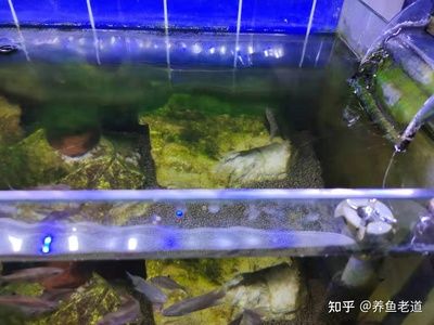 剛換水的魚缸壁上出現(xiàn)氣泡是由多種原因造成的：剛換水的魚缸壁上出現(xiàn)氣泡可能是由多種原因造成的 魚缸百科 第2張