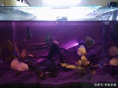 高錳酸鉀消毒魚缸需要多長時間？：高錳酸鉀消毒魚缸時間應(yīng)該是45分鐘左右 魚缸百科 第1張