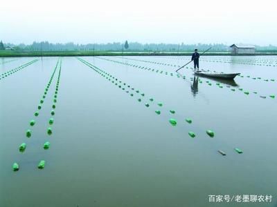 魚缸飼養(yǎng)河蚌需要注意的幾個(gè)方面：在魚缸中飼養(yǎng)河蚌需要注意哪些問題？ 魚缸百科 第1張