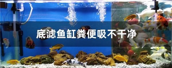 底濾魚缸過濾系統(tǒng)是保持過濾效果的原理是將水通過過濾介：如何提高底濾魚缸的過濾效果 魚缸百科 第4張