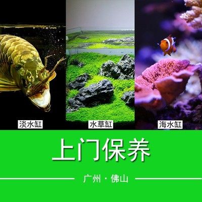 魚缸造景的科學(xué)服務(wù)：廣州魚缸清洗的科學(xué)方法魚缸清洗的科學(xué)原則和服務(wù) 魚缸百科 第3張