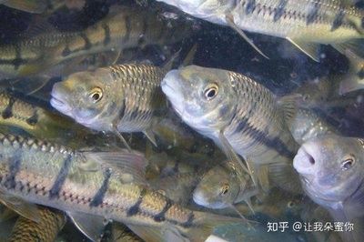 黑魚(yú)魚(yú)缸養(yǎng)殖技術(shù)和方法：黑魚(yú)人工繁殖技術(shù)詳解人工繁殖是提高黑魚(yú)產(chǎn)量的重要手段之一 魚(yú)缸百科 第1張