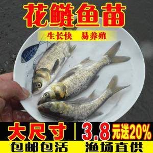 花鰱魚的養(yǎng)殖技術(shù)：花鰱魚養(yǎng)殖技術(shù)