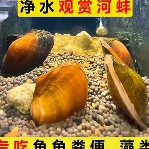 河蚌在魚缸中喂養(yǎng)的詳細(xì)信息：河蚌在魚缸中喂養(yǎng)的詳細(xì)信息：關(guān)于河蚌在魚缸中喂養(yǎng)的一些詳細(xì)信息 魚缸百科 第2張