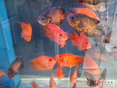 魚缸擺放位置的風(fēng)水原則：家居風(fēng)水魚缸擺放位置 魚缸百科 第1張