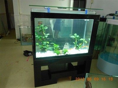 生態(tài)魚缸的維護(hù)秘籍：山西海之星水族工藝制品 魚缸百科 第1張