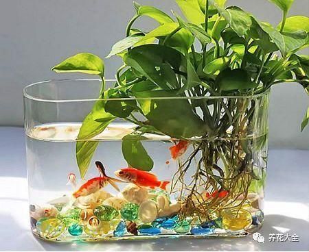 給魚缸換水是否可以使用自來水？：給魚缸換水不建議直接使用自來水處理方法是晾曬法 魚缸百科 第3張