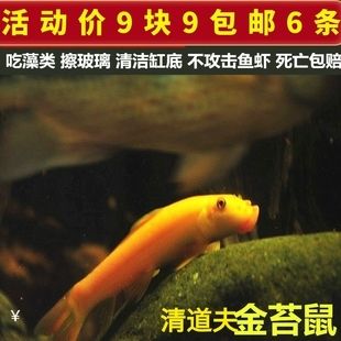 觀賞魚缸的清潔技巧觀賞魚缸的清潔技巧與飼養(yǎng)誤區(qū)：觀賞魚缸清潔技巧 魚缸百科 第3張