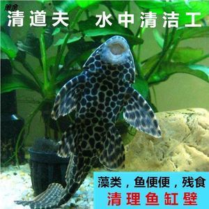 觀賞魚缸的清潔技巧觀賞魚缸的清潔技巧與飼養(yǎng)誤區(qū)：觀賞魚缸清潔技巧 魚缸百科 第2張