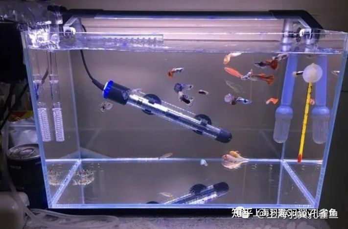 恒溫魚缸適合養(yǎng)多種魚類，養(yǎng)殖過程中需要注意以下幾點(diǎn)：如何選擇適合的魚缸環(huán)境