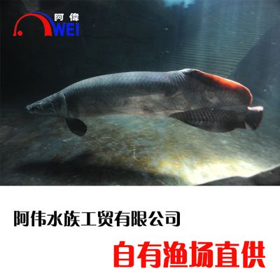 海象魚的飼養(yǎng)方法：海象魚的養(yǎng)護(hù)秘籍探索如何養(yǎng)護(hù)海象魚的養(yǎng)護(hù)秘籍探索