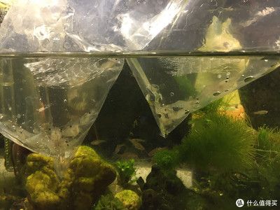 觀海水族魚缸創(chuàng)造出一個(gè)適合蝦生活的良好環(huán)境養(yǎng)蝦指南：養(yǎng)蝦指南