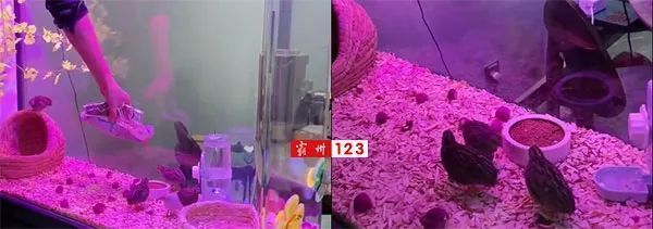 過(guò)年魚(yú)缸漏水解決方案：過(guò)年魚(yú)缸漏水解決方案解決方案：過(guò)年魚(yú)缸漏水怎么辦？ 魚(yú)缸百科 第1張