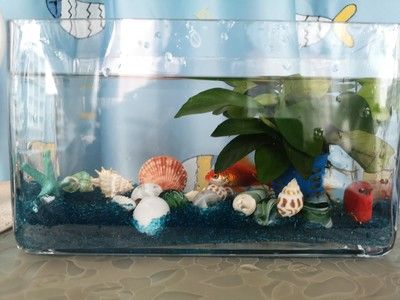 過(guò)年魚(yú)缸漏水解決方案：過(guò)年魚(yú)缸漏水解決方案解決方案：過(guò)年魚(yú)缸漏水怎么辦？ 魚(yú)缸百科 第3張