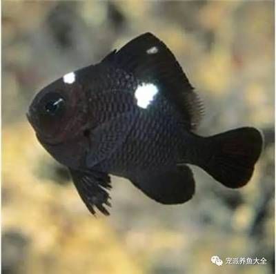 黑色魚缸觀賞金魚的飼養(yǎng)技巧與飼養(yǎng)技巧，黑色熱帶魚的飼養(yǎng)技巧：黑色熱帶魚的飼養(yǎng)技巧 魚缸百科 第4張